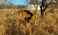 Big Male Lion, Kapama Game Reserve, &copy;Anonymous